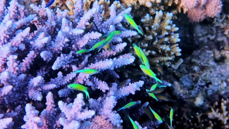 underwater biodiversity fish and coral interactions