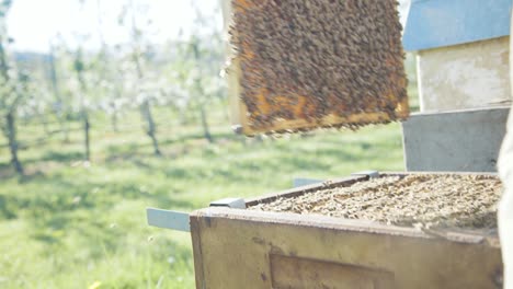 apicultor levantando la placa de panal de la caja del colmenar
