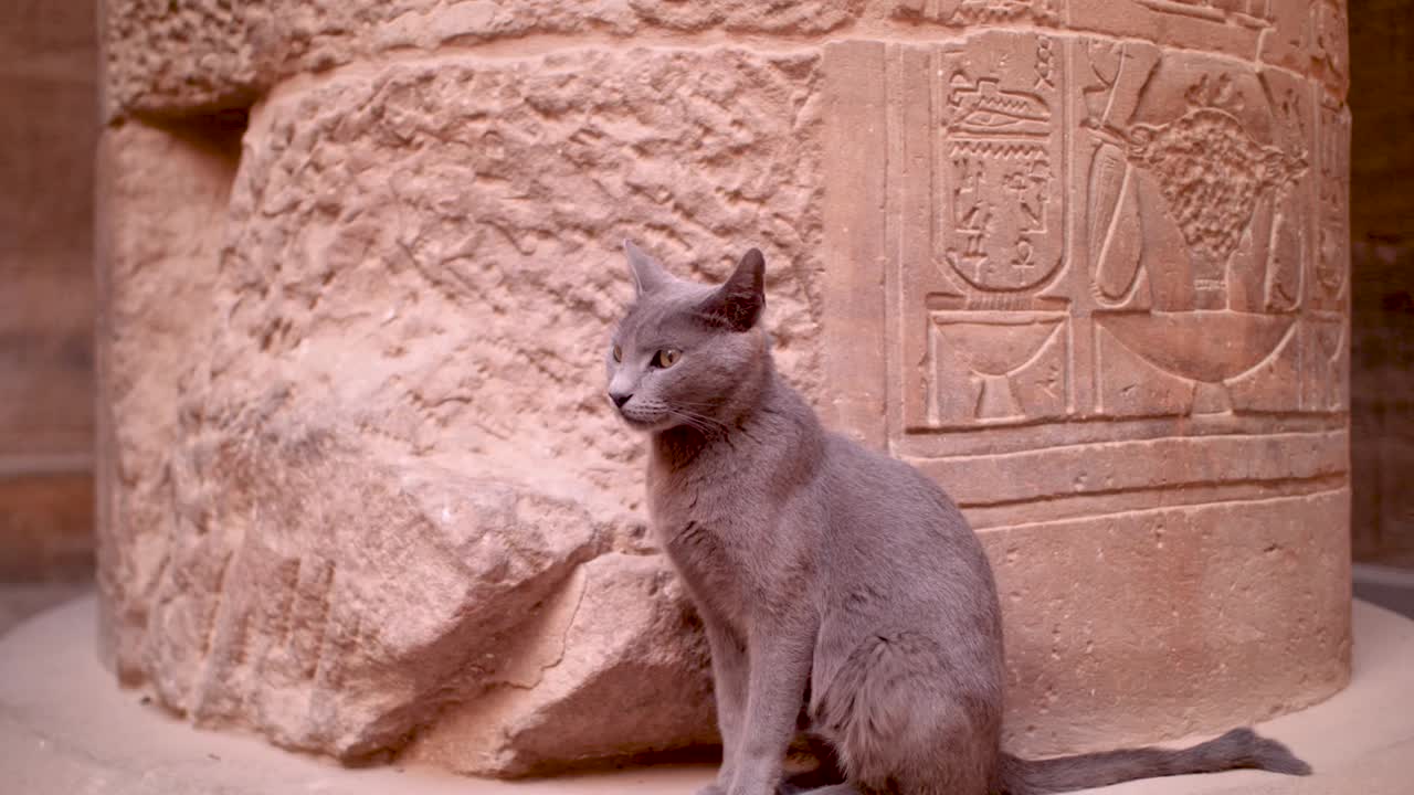 Detail of a cat sitting on a column with hieroglyphs in the background inside the temple of Philae, Aswan, Egypt.