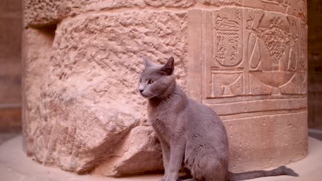 detail of a cat sitting on a column with hieroglyphs in the background inside the temple of philae, aswan, egypt.