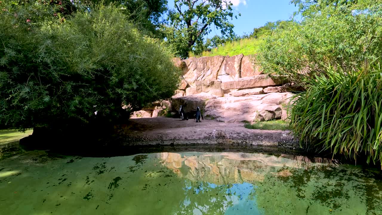 A group of penguins stands and moves near a greenish pool surrounded by rocks and lush vegetation, under bright natural daylight with a steady wide shot