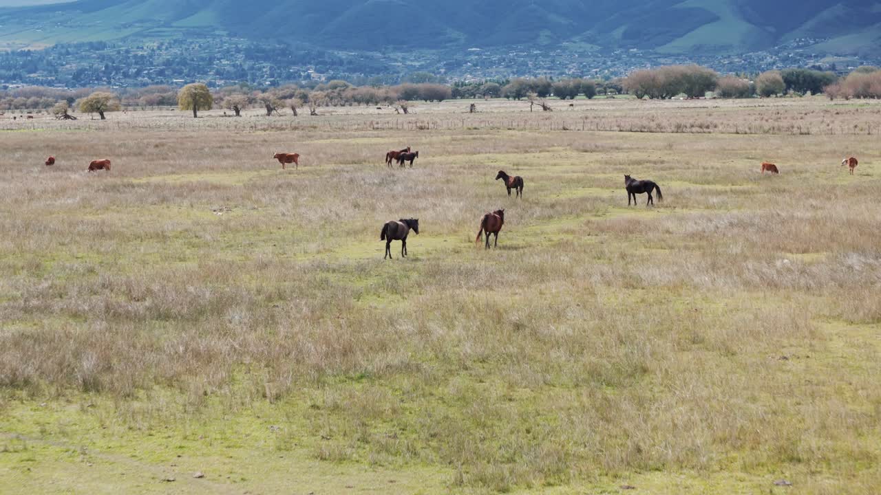 movimiento aéreo de aproximación de caballos antes de las montañas, tafí del valle, tucumán, argentina