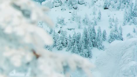 snowy pine branches