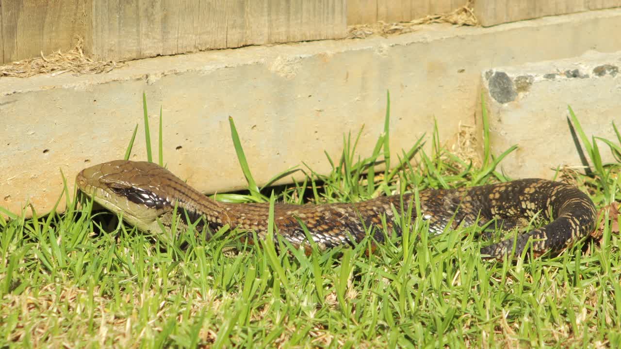 lagarto de lengua azul sentado junto a la valla en el jardín