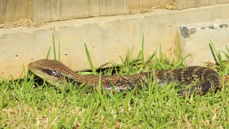 Blue-Tongue-Lizard-Sitting-By-Fence-In-Garden