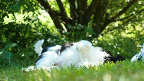 un pequeño cachorro (negro y blanco) está jugando en el jardín