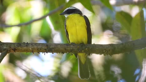 great kiskadee bird sitting on a branch in tropical forest in argentina