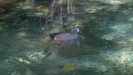 yagusa duck swims at high speed in the lake to go join the others, close shot, clear day, crystal clear water