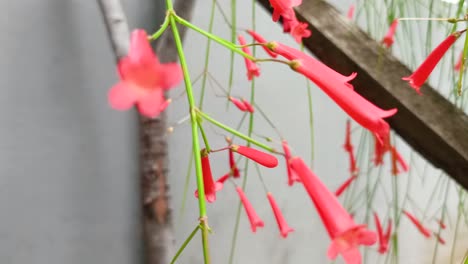 close-up-Fire-Cracker-Plant