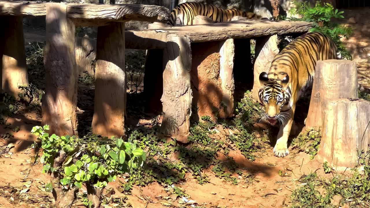 A tiger walks along a sunlit path in a zoo enclosure, surrounded by trees and foliage.