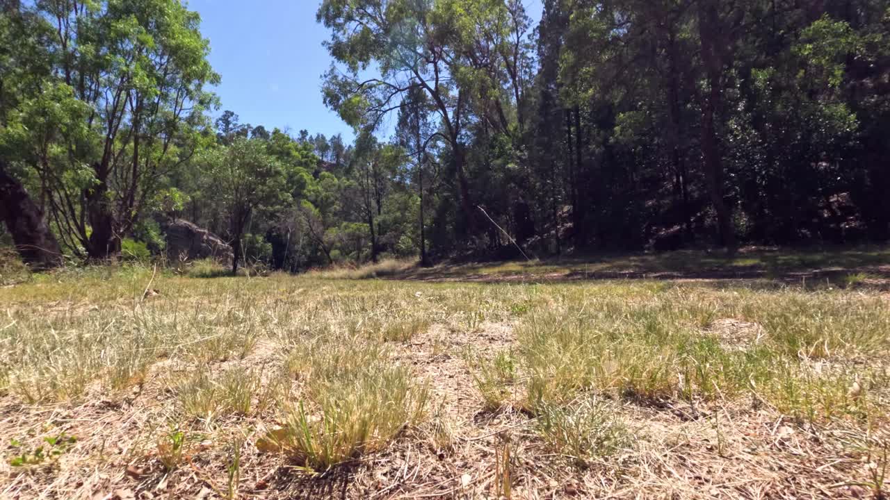 un paseo sereno a través de un desierto forestal