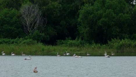 Un-Individuo-En-El-Frente-Moviéndose-Y-La-Bandada-En-La-Parte-Trasera-Están-Buscando-Peces-Para-Comer,-Pelícanos-Pelecanus-Philippensis,-Tailandia