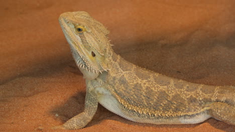 Bearded-Dragon--on-Desert-Send---close-up