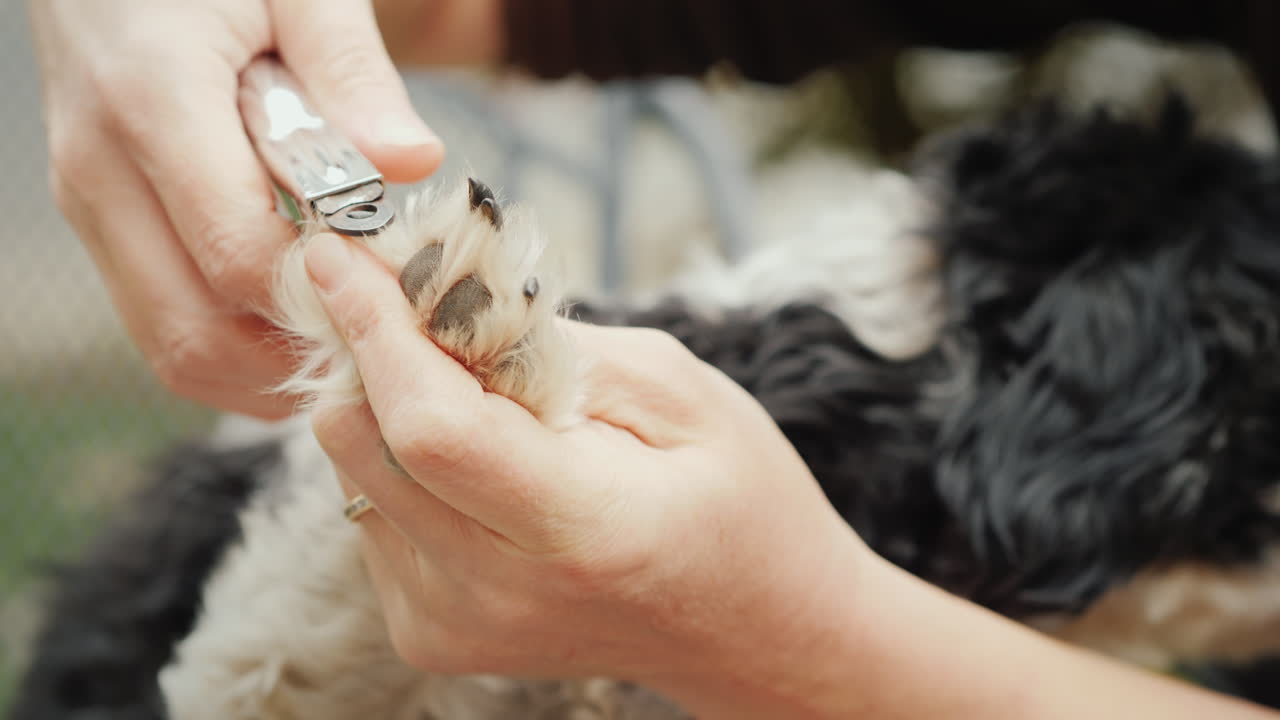 주인은 강아지의 발톱 클로즈업 샷을 잘라