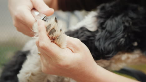 el dueño corta las garras del perro primer plano