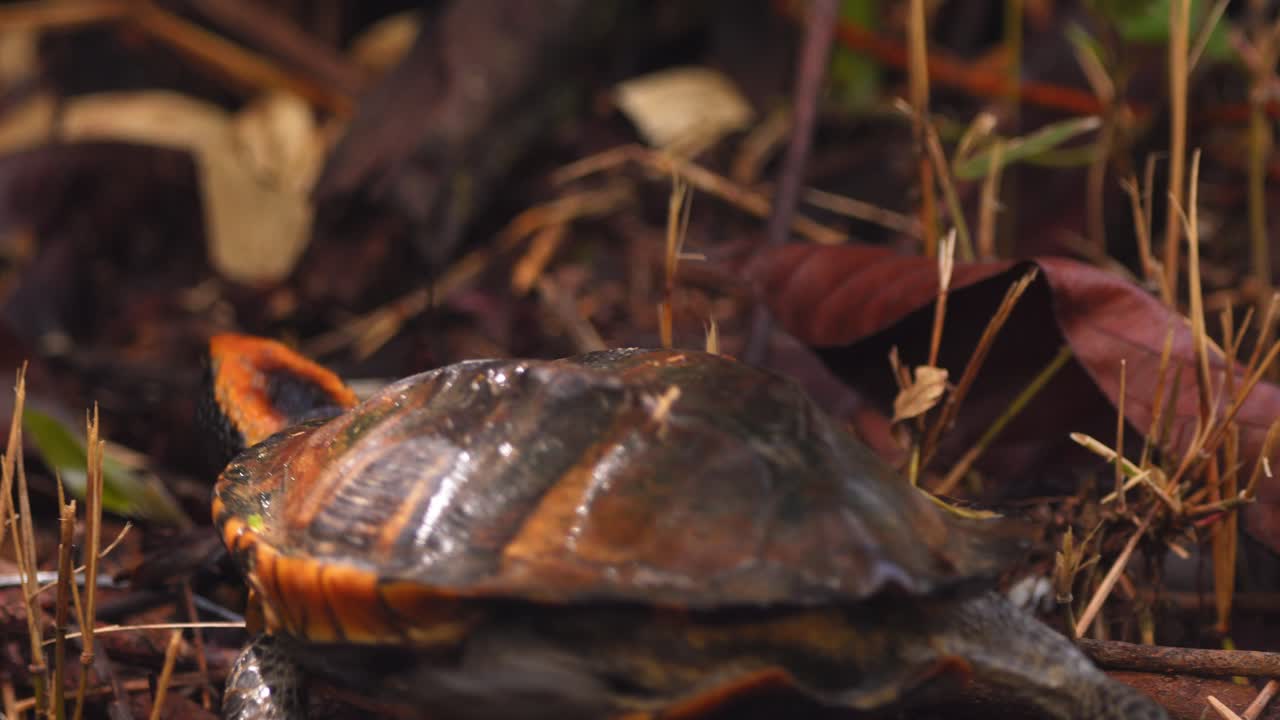 Twist-necked turtle ambles across lush Peru Amazon floor covered with grass, in morning forest light.