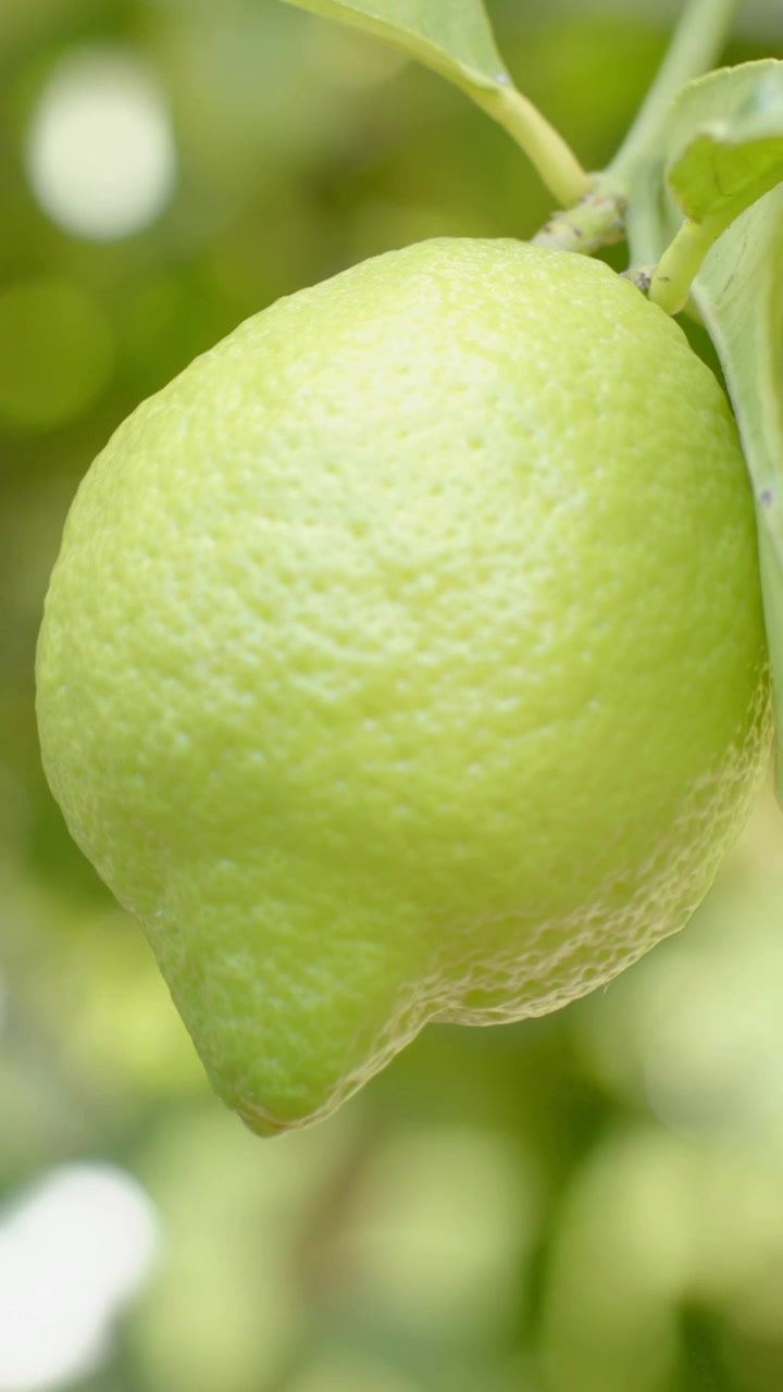 Video verticale: Limone verde chiaro che ruota in giardino, con la luce del sole che si sposta, il gambo che si muove leggermente, mostrando la buccia.