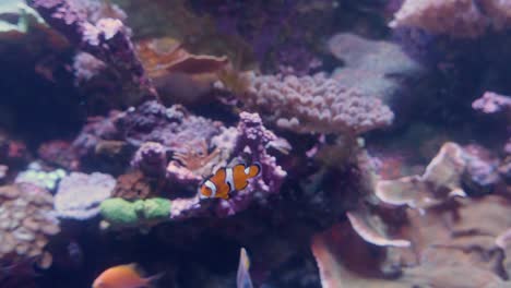 Medium-shot,-Clown-fish-and-other-tropical-fish-swimming-in-front-of-colourful-coral