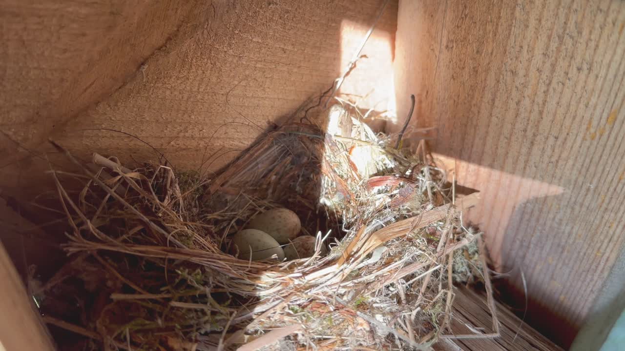 Nido di pigliamosche comune (Muscicapa striata) con tre uova sotto il tetto di una casa di campagna