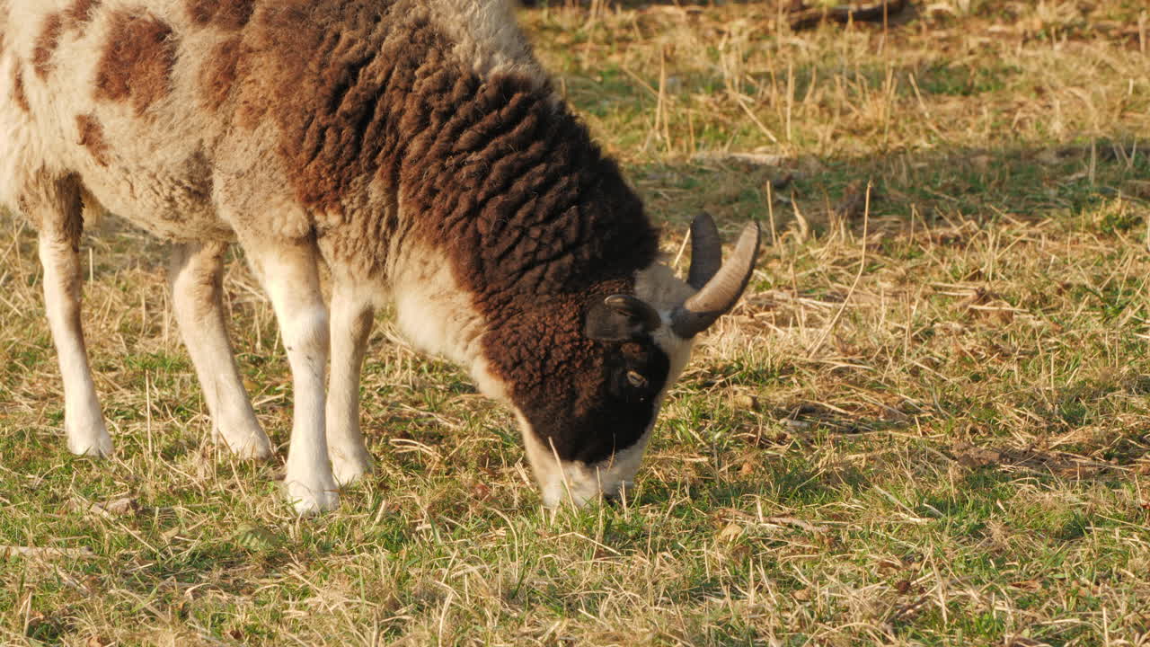 양 분야에서 방목