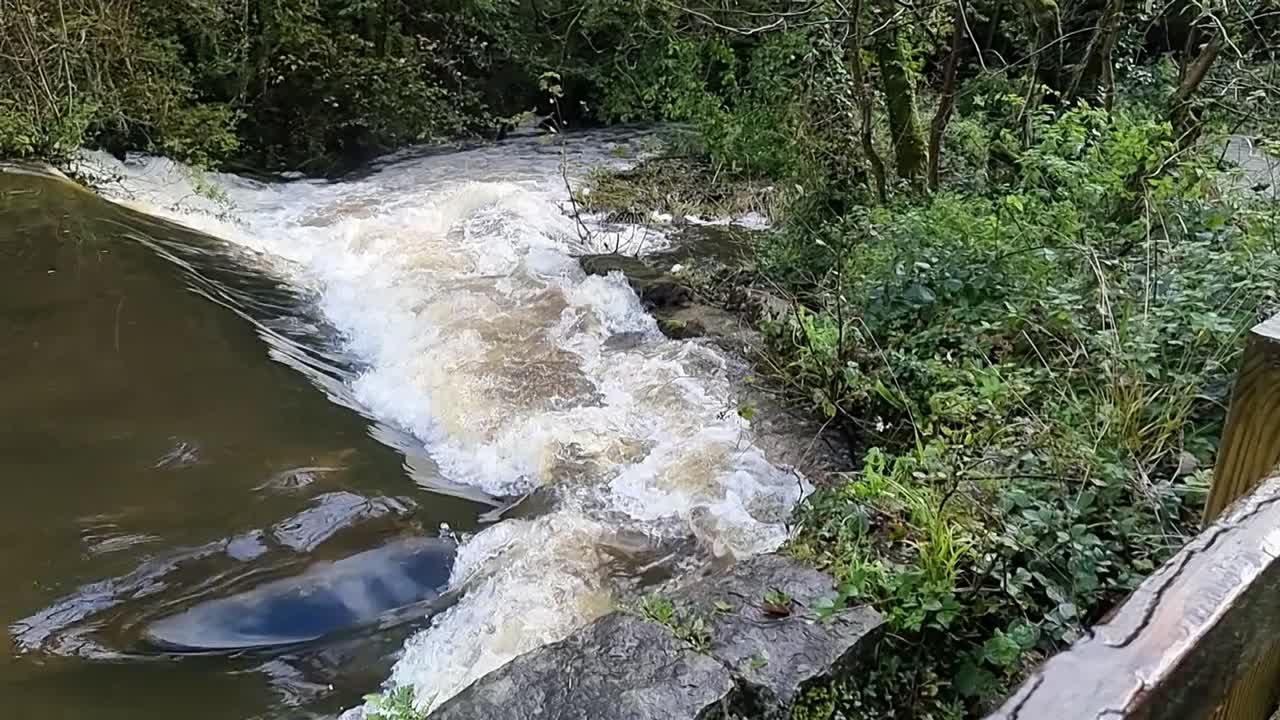 pesado río de bosque inundado de flujo rápido en cascada a través del follaje exuberante del bosque
