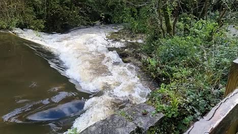 heavy rapid flowing flooded woodland riverbaank cascading through lush forest foliage