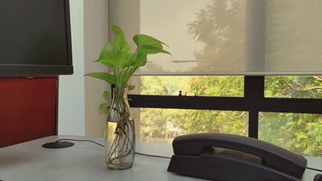 Steady-shot-of-money-plant-in-glass-bottle-filled-with-water-on-office-desk,-with-telephone-nearby-and-window-in-the-background