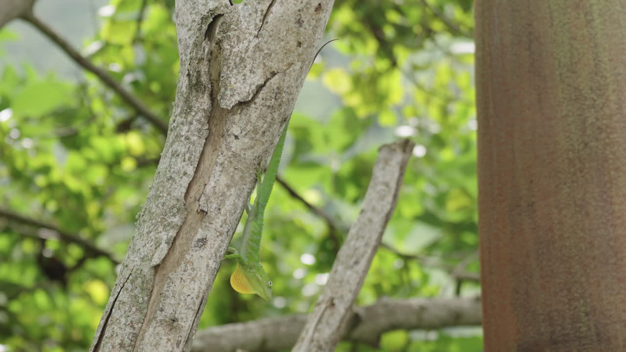 Jamaican giant anole, an endemic lizard from Jamaica. Display behaviour head bobbing and neck flairing. Territorial and mating display.