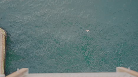 seagull flying over rippling blue sea in tromso, norway