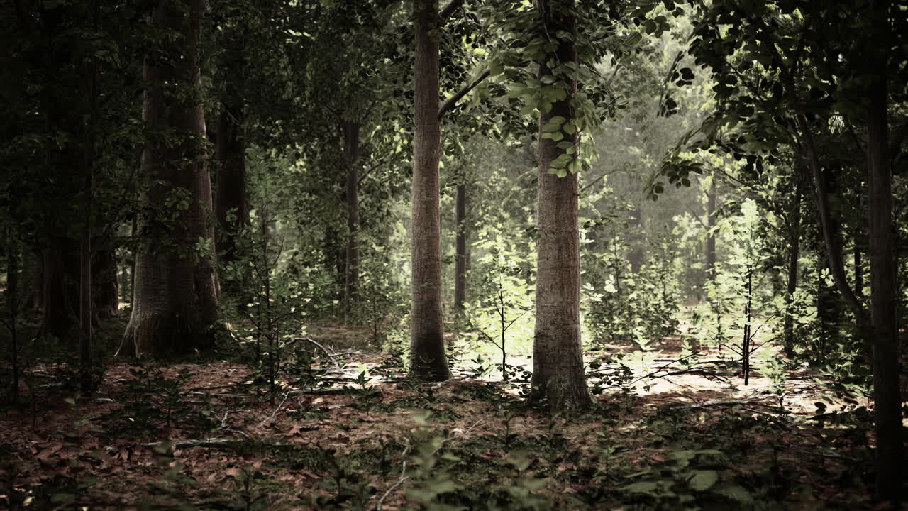 los rayos de sol a través de las ramas de los árboles gruesos en el denso bosque verde