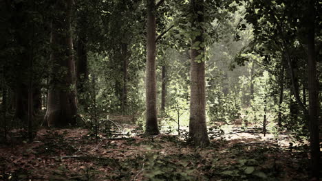 Sonnenstrahlen-Strahlen-Durch-Dichte-Baumzweige-Im-Dichten-Grünen-Wald