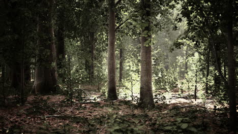 sun beams through thick trees branches in dense green forest