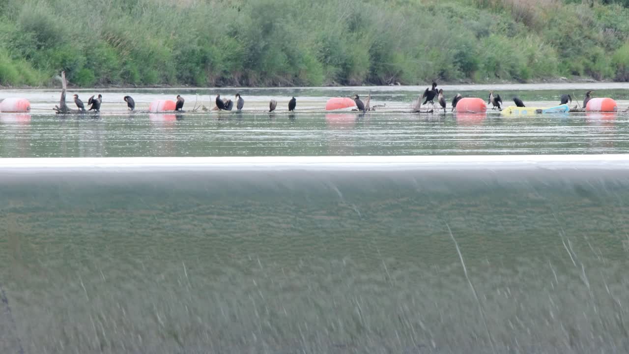 가마우지가 위의 통나무에 앉을 때 부드러운 물이 강둑 위로 쏟아집니다.