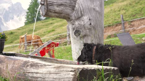 Perro-Bebiendo-De-Un-Abrevadero-De-Vacas---Gracioso