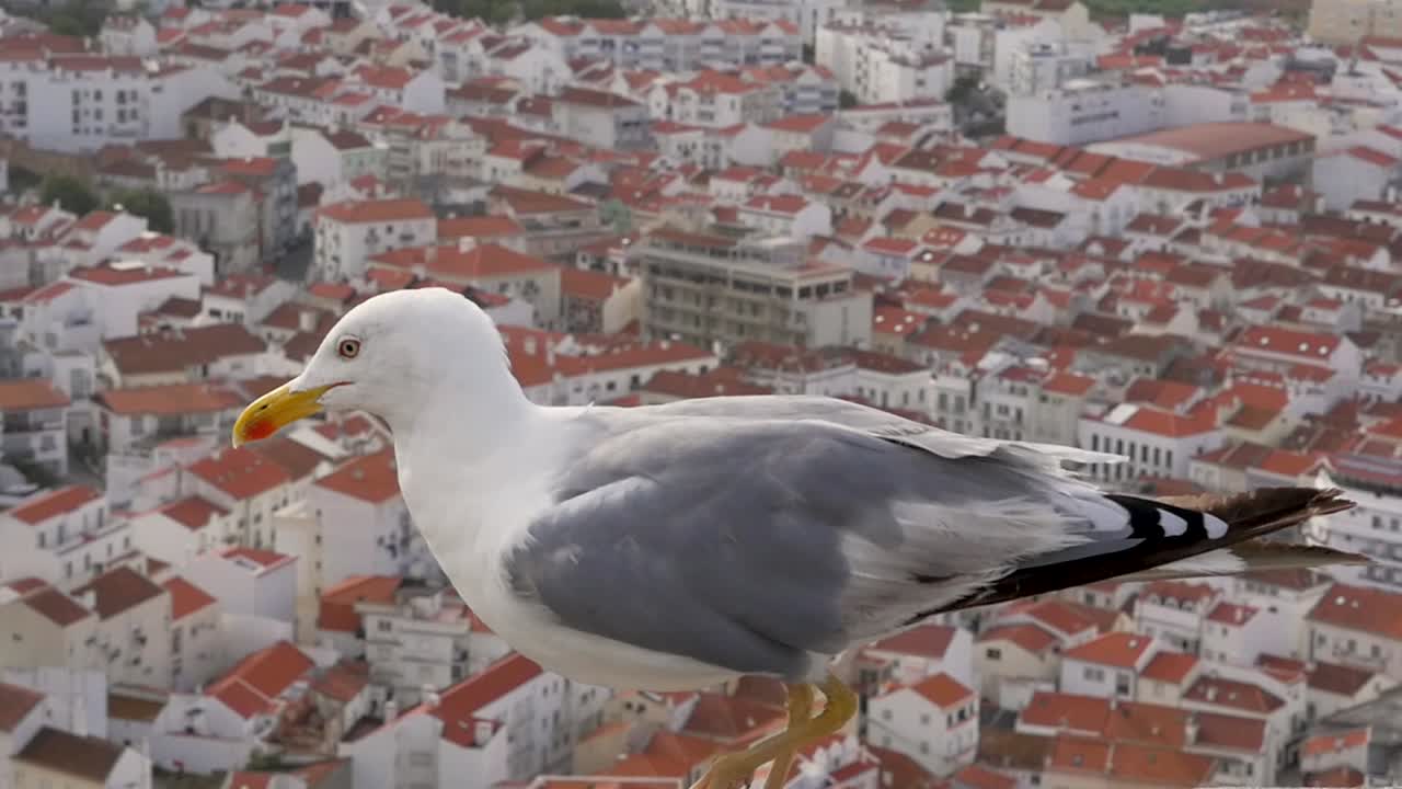 Slow motion shot of seagull on wall cliff edge Nazaré Oeste region gondola over houses in town Portugal Europe 1920x1080 HD