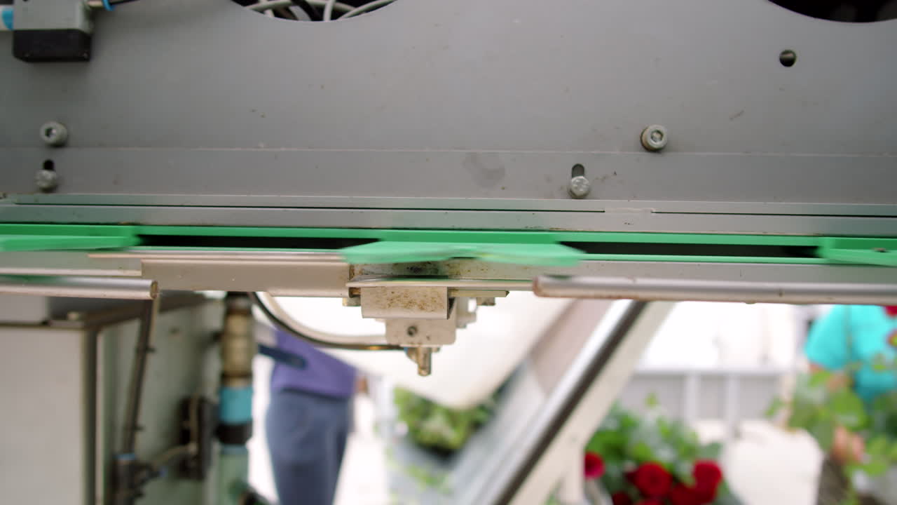 신선 한 장미 들 이 분류 및  ⁇ 어 놓는 기계 에 옮겨지고 있다