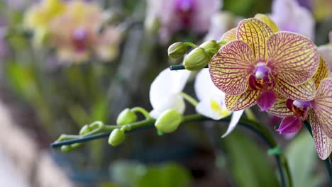 Schöne-Dekorative-Bunte-Orchideenblumen-Mit-Knospen-Im-Innengarten