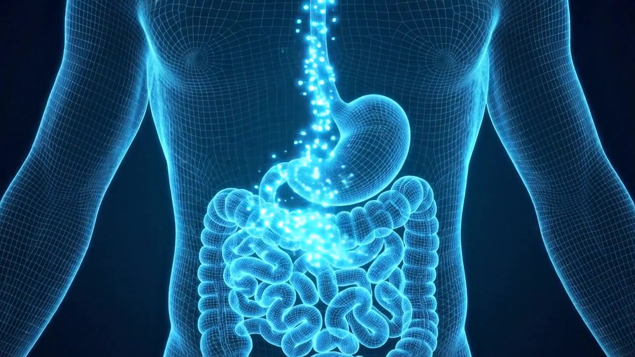 Digital medical scan of human digestive system