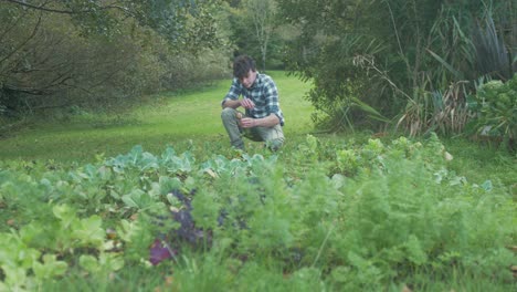 young male gardener inspecting home grown turnips for harvesting