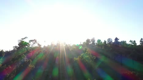 drone shot of golden sunset hour with sun flare and clear blue skies panning down into palm trees in los angeles, california park