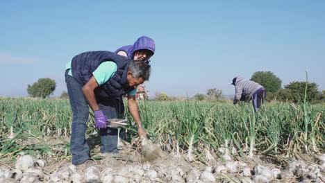 Un-Agricultor-Cosechando-Cebollas-Maduras-En-Una-Granja