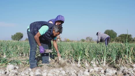 un agricultor cosechando cebollas maduras en una granja