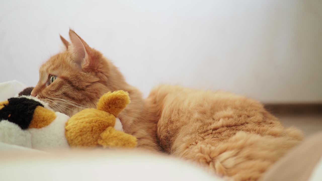 플러시 장난감 과 함께 플라스틱 가방에 누워있는 귀여운 진저 고양이. 한 애완 동물이 잠을 자고 있습니다. 시끄러운 아기로부터 장난감에 숨어있는 고양이와 함께 아한 가정 배경