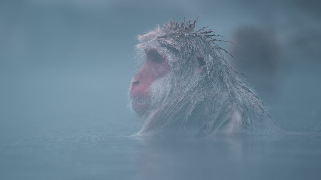 снежная обезьяна осматривается под дождем в джигокудани яэн коэн, япония: замедленная съемка крупным планом морды обезьяны в горячем источнике