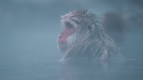 Snow-Monkey-Looking-Around-in-the-Rain-at-Jigokudani-Yaen-Koen,-Japan:-Slow-Motion-Closeup-of-Monkey's-Face-in-Hot-Spring