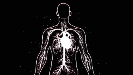 human anatomy circulatory system illustration