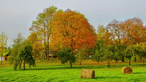 autumn time lapse with orange leaves on trees at rural place