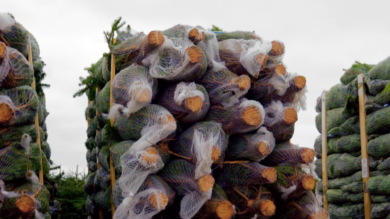 가문비나무를 자르고 포장하여 크리스마스 트리로 판매하기 위해 전 세계로 배송할 준비가 되었습니다.