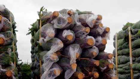 piceas cortadas y empacadas y listas para ser enviadas alrededor del mundo para ser vendidas como árboles de navidad