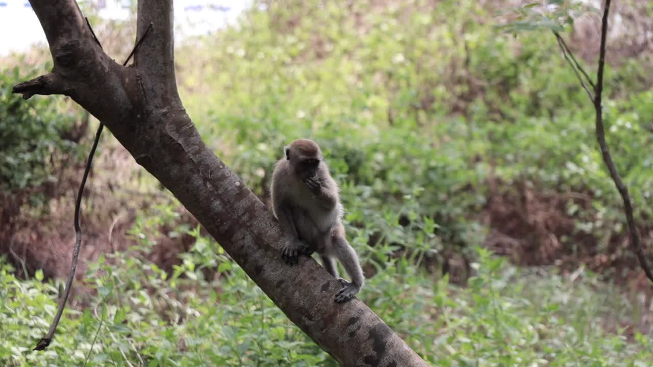 A monkey eating its food in his hand on a tree before climbing up to the top